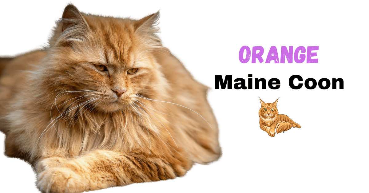 Orange Maine Coon Featured Image