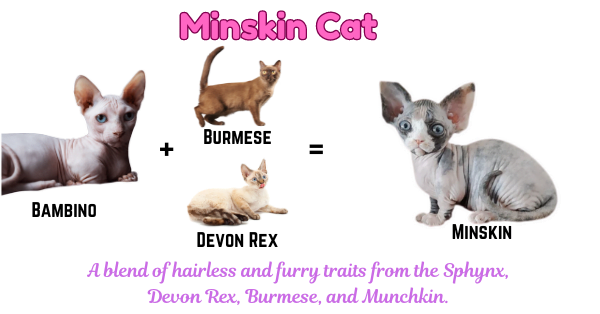 Photo depicting the Minskin, a unique crossbreed that blends the hairless features of Sphynx cats with the short stature of Munchkins, alongside traits from Devon Rex and Burmese.