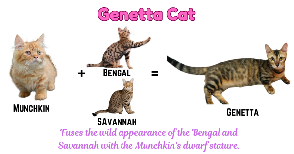 Photo of a Genetta cat, which combines the wild, striped appearance of Bengal and Savannah cats with the short, stout legs of a Munchkin