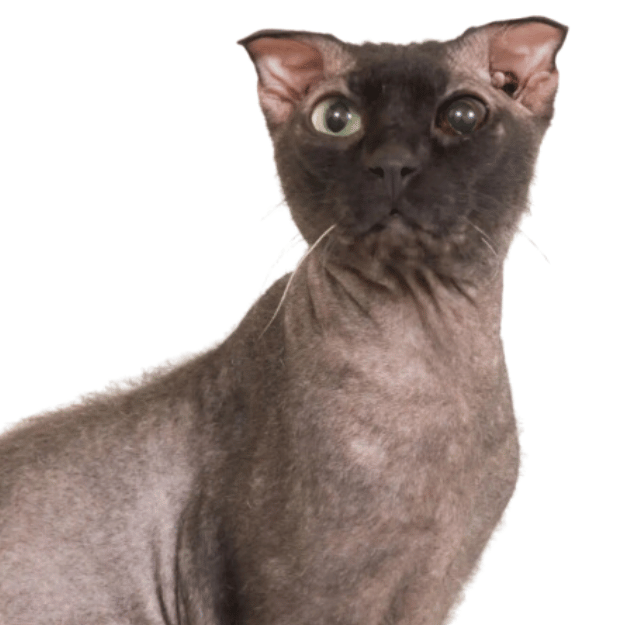 Ukrainian Levkoy as one of the hairless cat breeds