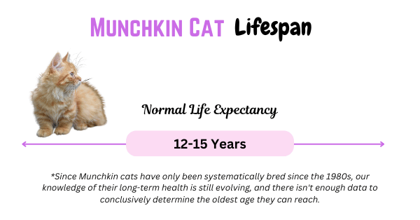 Visual Showing Munchkin Cat Lifespan