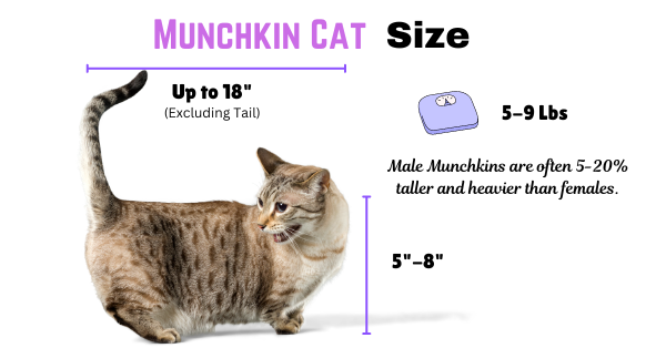 Visual Showing Munchkin Cat Size including height, weight and length.