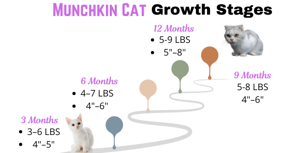 Visual Showing Munchkin Cat growth stages