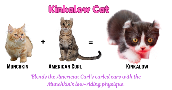 Visual depicting the Kinkalow, showcasing its American Curl's curled ears and the low-lying physique of the Munchkin.