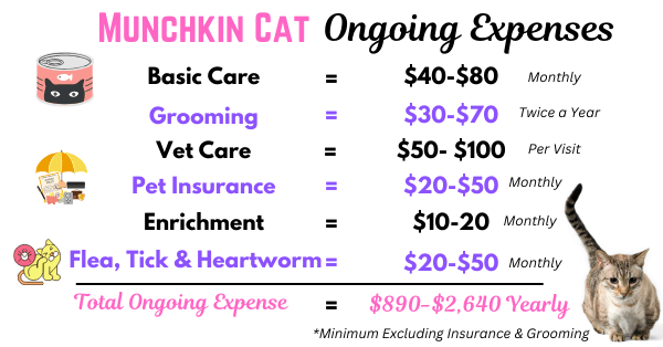 Visual displaying the yearly ongoing expenses for a Munchkin cat, categorized into basic care, veterinary services, pet insurance, and total annual cost