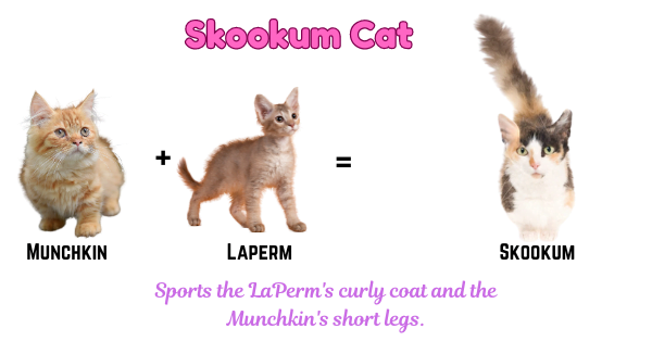 Visual representation of the Skookum, highlighting its curly LaPerm-like coat and the distinctive short legs characteristic of Munchkin cats.