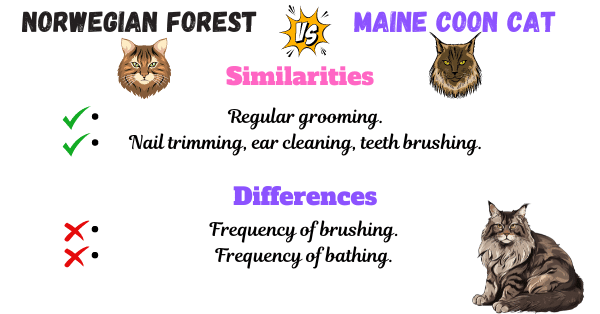 Visual showing the similarities and differences between Norwegian Forest Cats and Maine Coon Cats based on grooming requirements