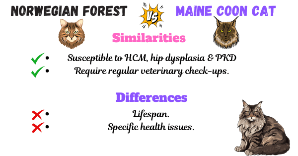 Visual showing the similarities and differences between Norwegian Forest Cats and Maine Coon Cats based on health issues and lifespan.