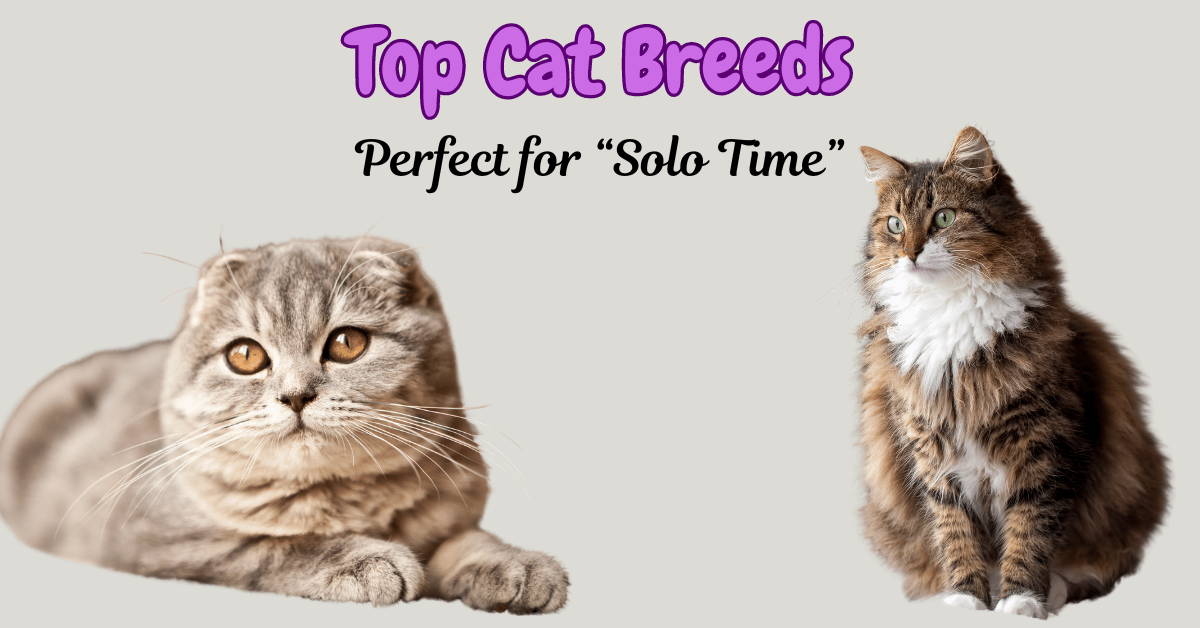 Which Cat Breeds Are Best for Living Alone Featured Image