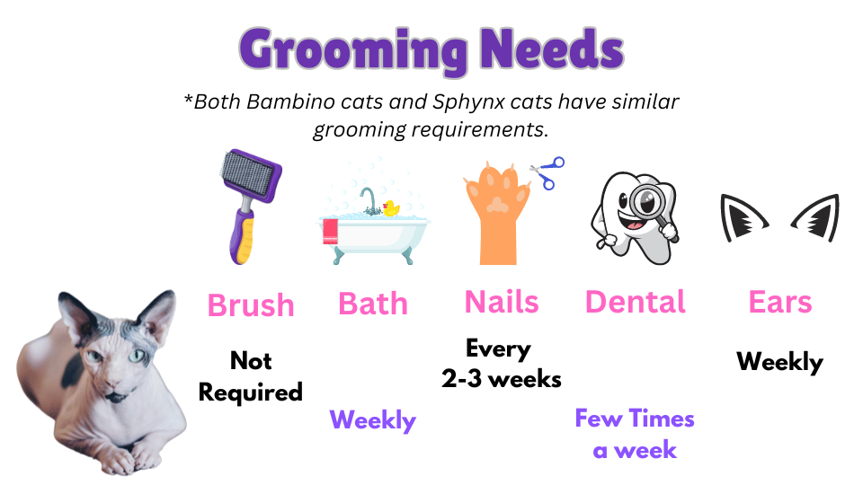 infographic showing the grooming requirements of both Bambino and Sphynx Cats including frequency