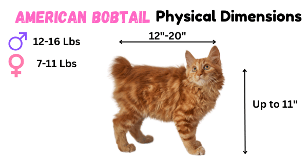 American Bobtail Cat Breed Physical Dimension Infographic