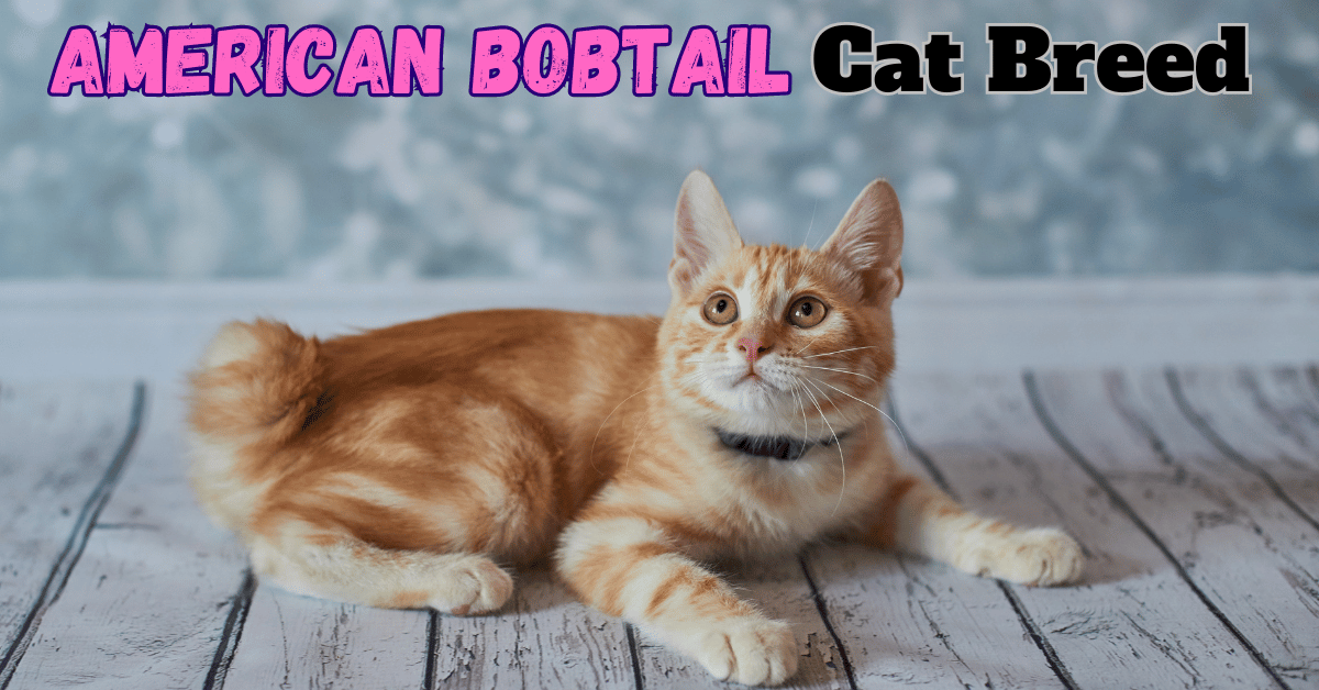 The American Bobtail Cat Breed: More Than Just a Short Tail