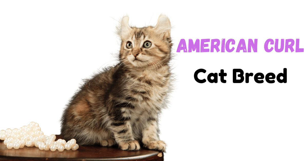 American Curl Breed Featured Image