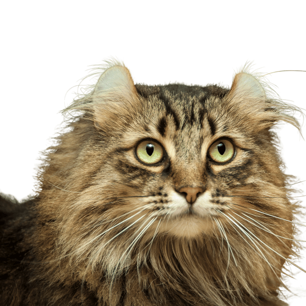 Image of an American Curl Cat showcasing their distinctive curled ears.