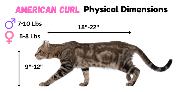 American Curl Physical Dimension Infographic