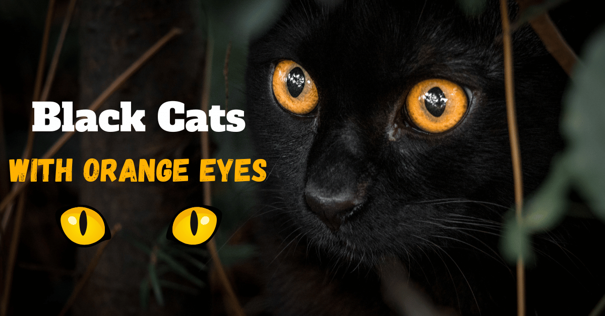 The Stunning Varieties of Black Cats with Orange Eyes: From Amber to Copper