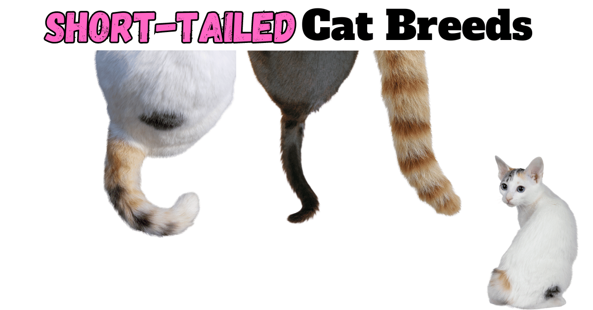 Meet the 10 Cat Breeds with Short Tails: A Unique Feline Feature