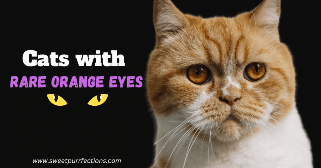 Cat with orange eyes featured image