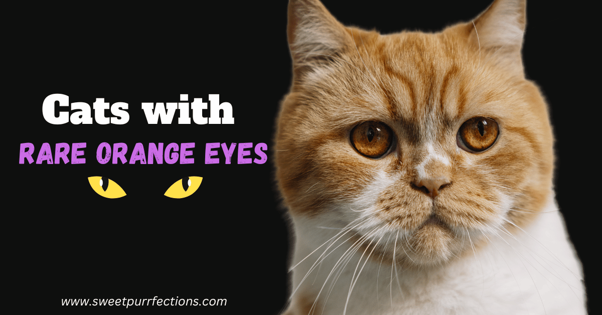 Cat with orange eyes featured image