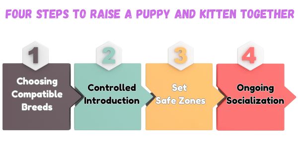 Diagram showing four steps to raise a puppy and kitten together