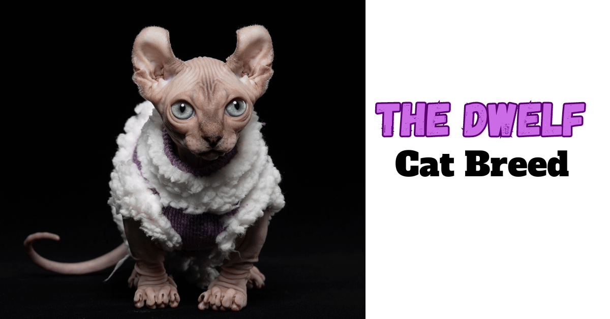 The Dwelf Cat Breed: A Complete Guide to These Elf-Like Felines