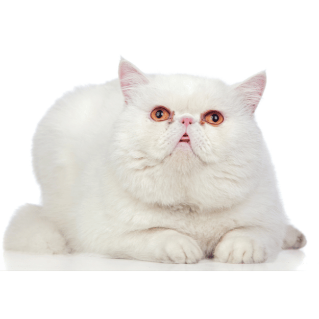 Exotic shorthair cat with orange eyes