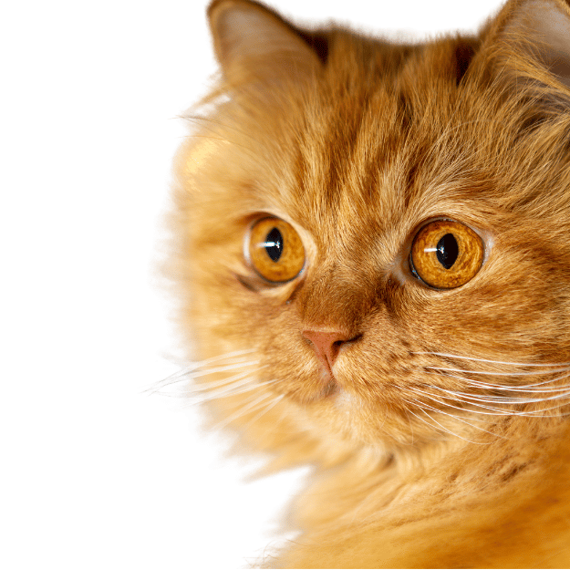 Focus on the Orange Eyes of a Persian Cat