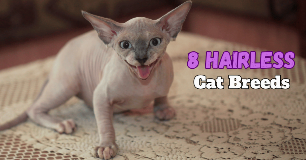 Hairless Cat breeds Post Featured Image