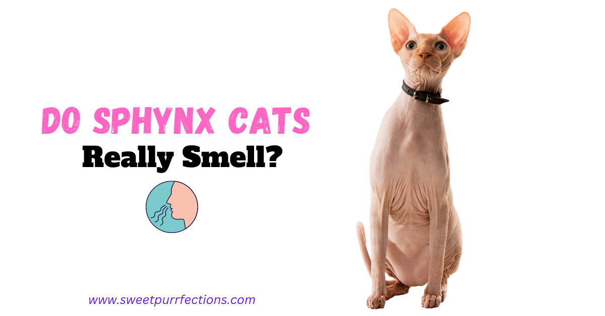 How Much Do Sphynx Cats Smell?: Odor Guide