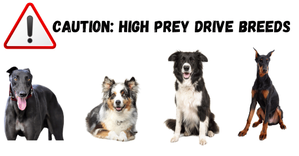 Image depicting various high prey drive dog breeds, including a caution symbol to indicate potential challenges when paired with other pets like kittens.