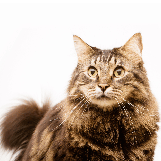 Image of a Maine Coon Mix Cat