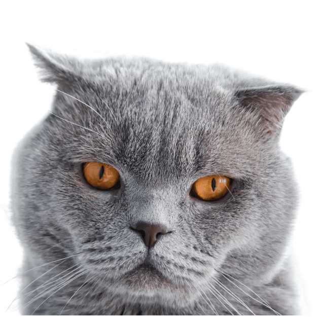 Image-of-Scottish-Fold-with-orange-Eyes as one of the gray cat breeds