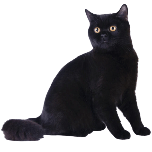 Image of a Black British Shorthair with orange eyes as one of the black cat breeds