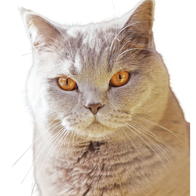 Image of a British Shorthair Cat with focus on it's orange eyes