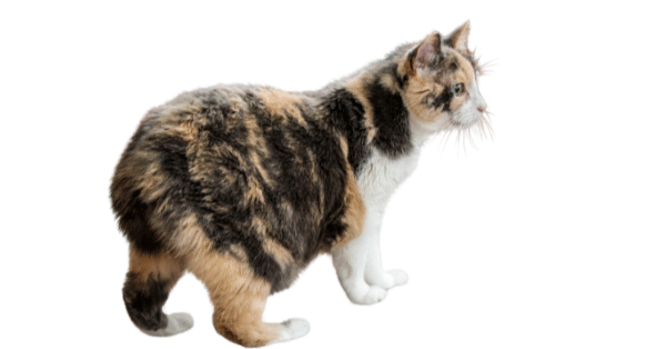 Image-of-a-Calico-Manx-Cat as one of the cat breeds with short tails