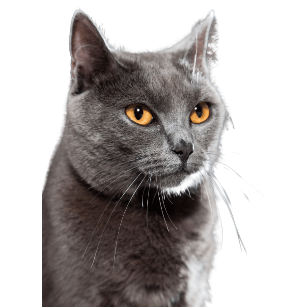 Image of a Chartreux cat with orange eyes