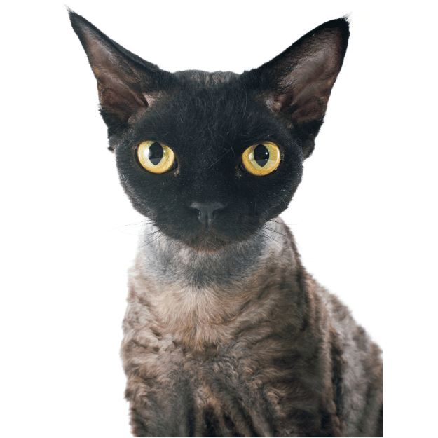 Image-of-a-Devon-Rex-with-Orange-Eyes