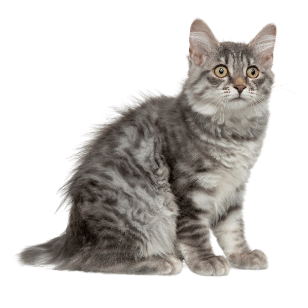 Image of a Kurilian Bobtail Cat as one of the cats breeds with short tails