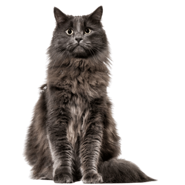 Image of a Maine Coon Mix black