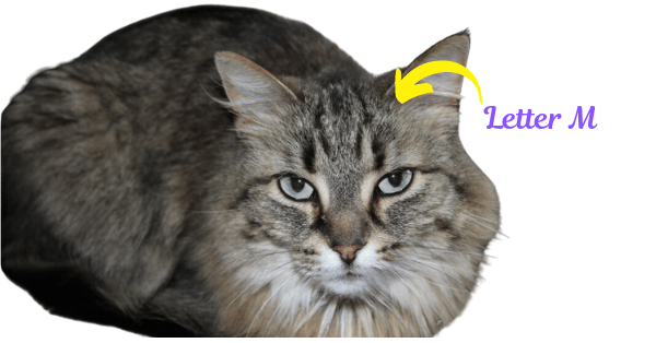 Image of a Maine Coon Tabby Mix with focus of the M on it's forehead.