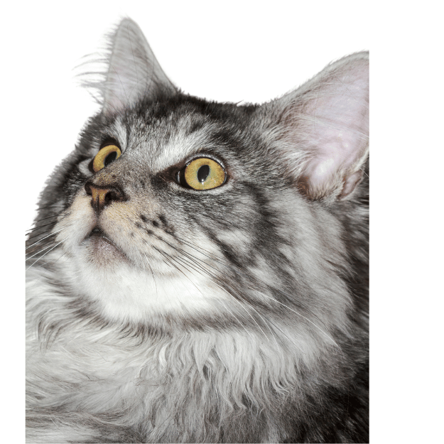 Image of a Maine Coon with Orange-Tinted Eyes