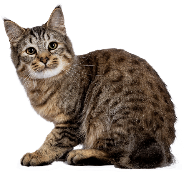 Image of the Pixie Bobcat Kitten as one of the cat breeds with short tails