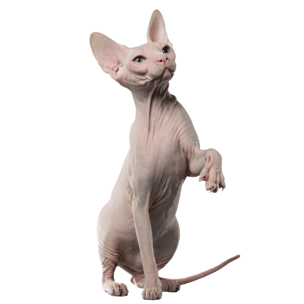 Image-of-a-Sphynx-Cat in adolescent stage