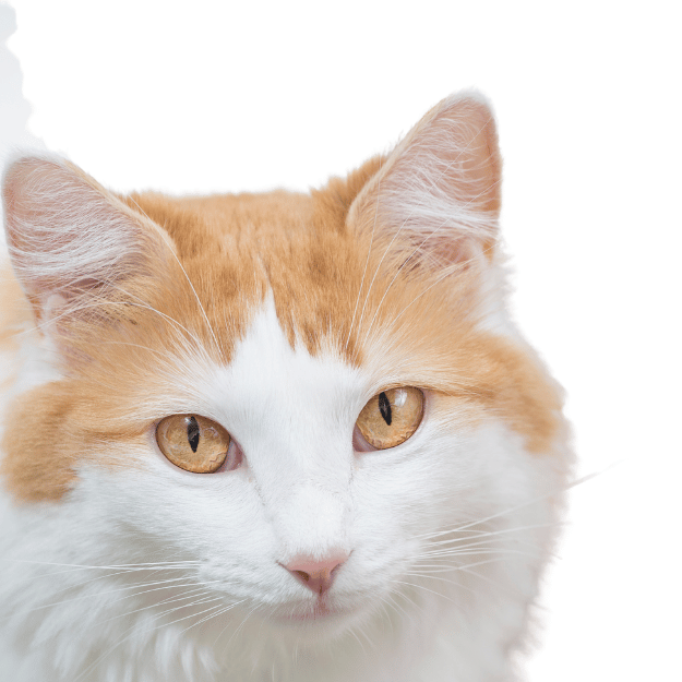 Image of a Turkish Van cat with orange eyes