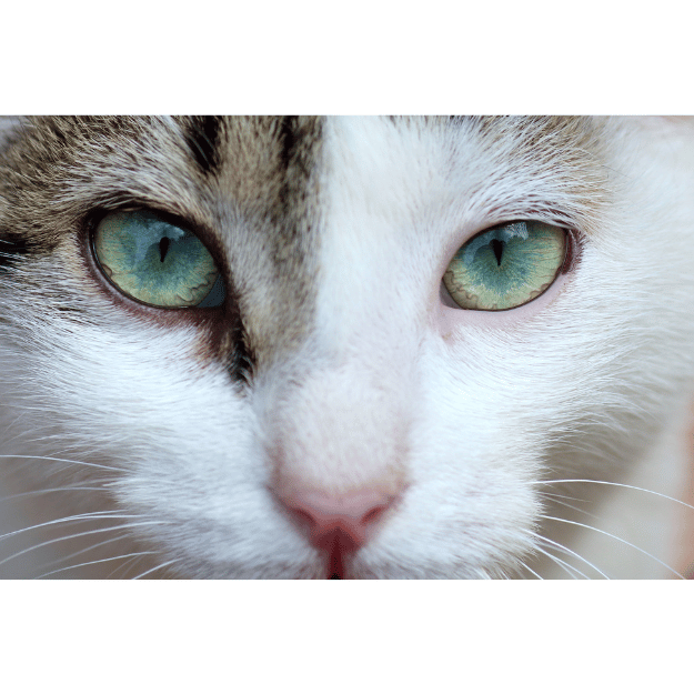 Image of a cat face with focus on the blue eyes