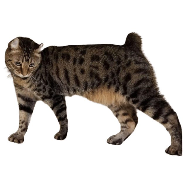 Image of a desert Lynx cat as one of the cats breeds with short tails