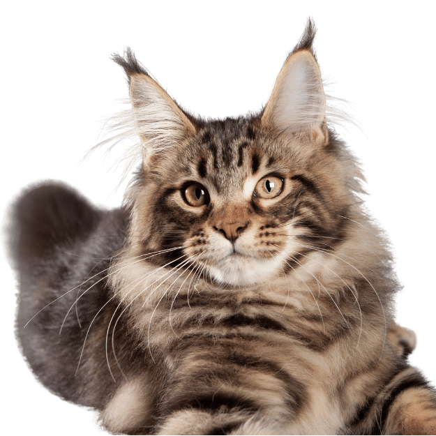 Image of a pure bred Maine Coon cat