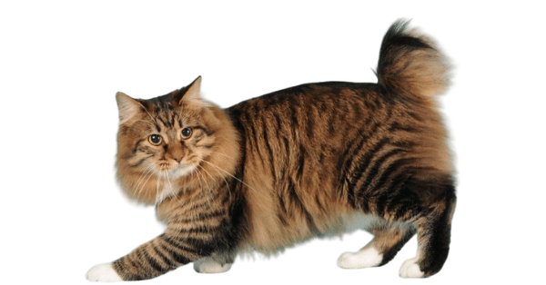 Image of an american Bobtail Cat