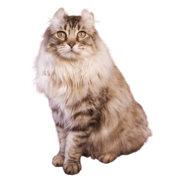 Image of the Highlander Cat as one of the cats breeds with short tails