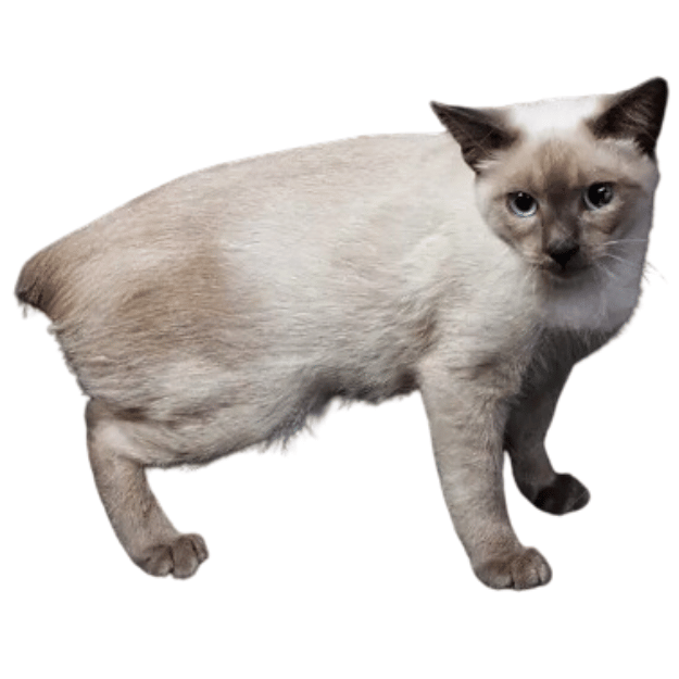 Image of the Mekong Bobtail Cat breed as one of the cats with short tails